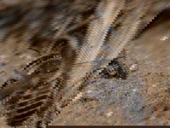 Snerpende geluid van het Formule 1-bijtje