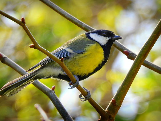 Hanne Tersmette tipt alternatieven voor tuingif