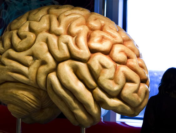 Ons brein: Adriaan ter Braack (Quest) over politiek en hersenen