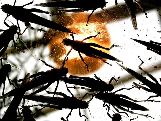 Alleen een sprinkhaan kan India en Pakistan laten samenwerken