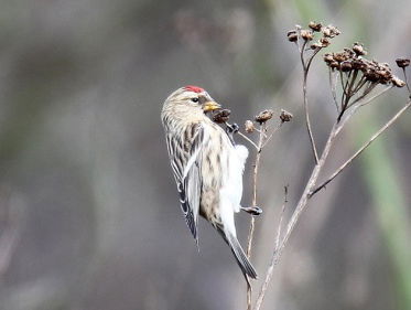 Fenolijn met veel barmsijzen