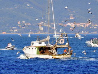 Brexit slecht voor Nederlandse vissers