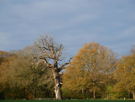 Eik & Ik: podcast over de zoektocht naar de eik