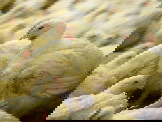 Is het een historisch besluit dat de plofkip verdwijnt?