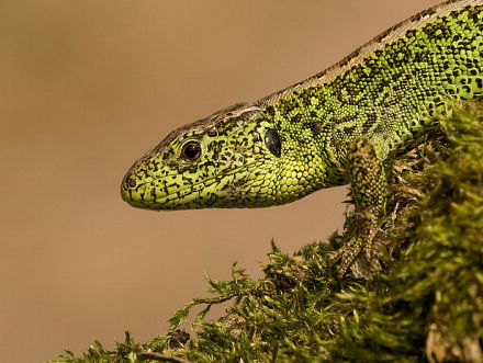 De dag van... Hagedissen