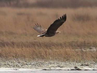 Hongerige boommarter eet in Brabant eitjes zeearend op