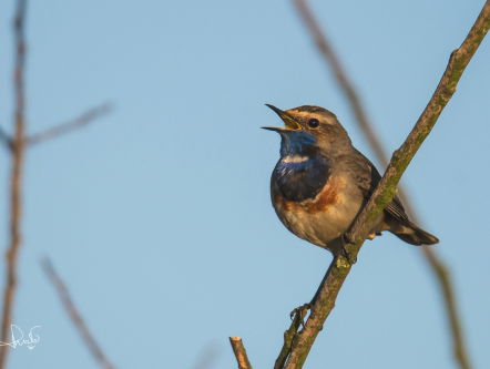 John's poëzierubriek over de lente