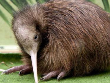 Eerste 'Nederlandse' kiwi ooit geboren, 'dankbaar dat we hem hier hebben'