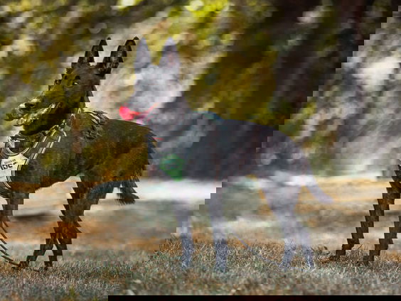 Speurhonden moeten woekering van de vervelende Japanse duizendknoop helpen voorkomen