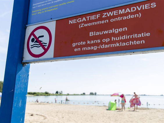 Het heeft het leven zoals het nu is mogelijk gemaakt: blauwalg