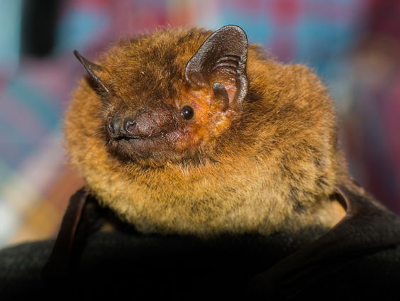 Ruige dwergvleermuis