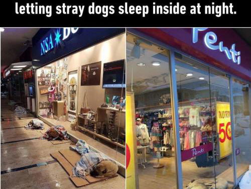 In Istanbul mogen straathonden binnen slapen