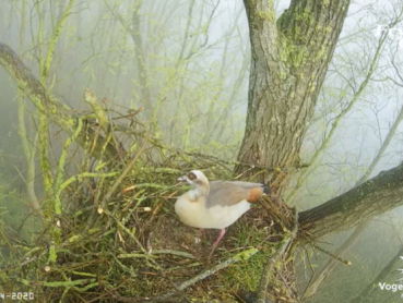 Beleef de lente: de nijlgans