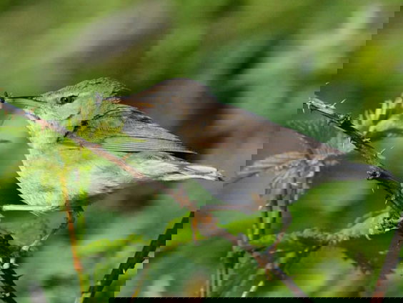 Nieuwe broedvogel voor Nederland: de struikrietzanger