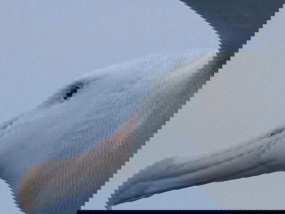 Wat heeft de albatros met atoomproeven te maken?