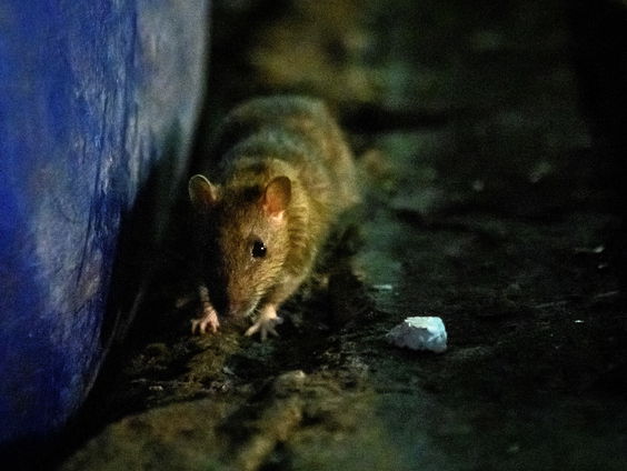 Meer meldingen van overlast plaagdieren