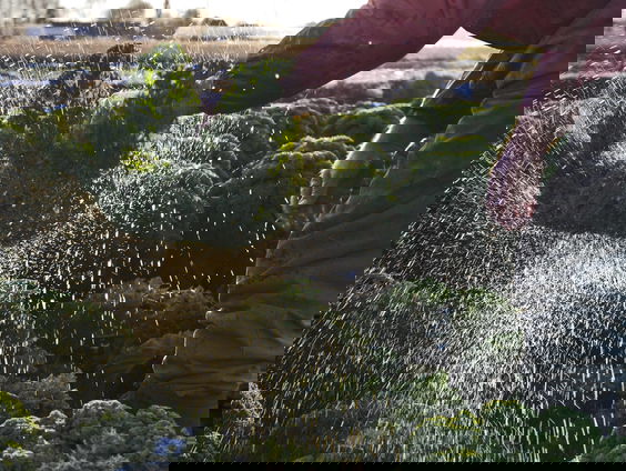 Biologisch boeren is in Nederland nog veel te veel bijzaak