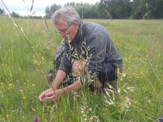 Orchideeënseks: list en bedrog