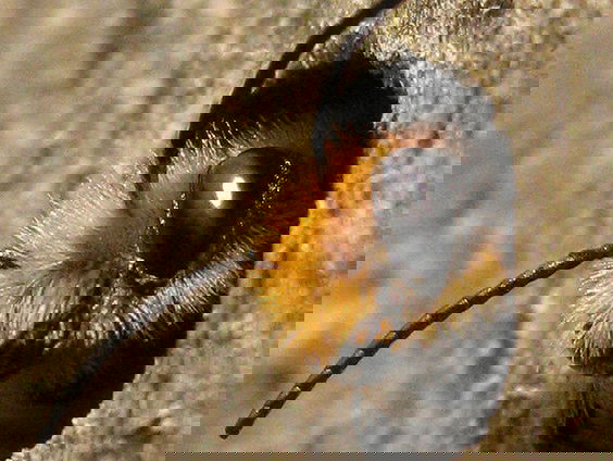 'Een rommelige tuin is goed voor de bijen.'