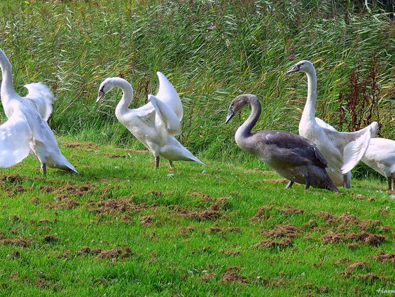 Acties tegen afschot knobbelzwanen in de provincie Utrecht