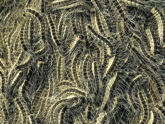 Afvalcontainers geven natuurlijke vijanden van eikenprocessierups meer kans