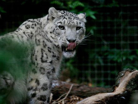 Eerder gehoord: roofdier niet langer bedreigd met uitsterving