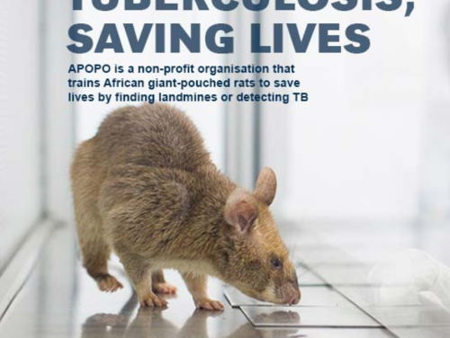 Geen plaag maar een zegen: ratten in Tanzania