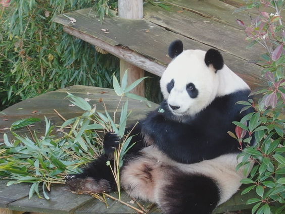 Het nieuwe seizoen van Het Echte Leven In De Dierentuin