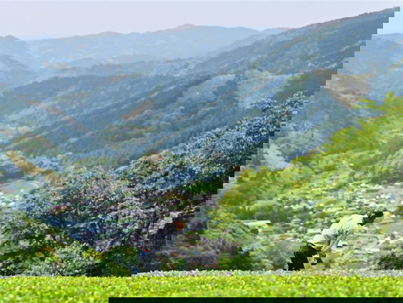 Een reis door de Japanse Theewereld met Mevrouw Cha!