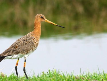 Klaas Sietse Spoelstra over de Koning van de Weide