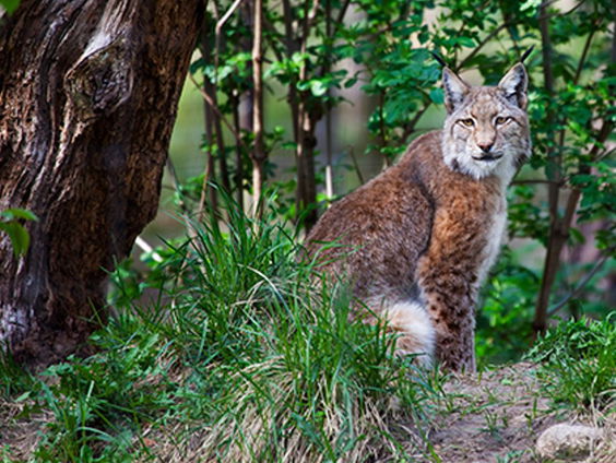 Lynx ook in Nederland?
