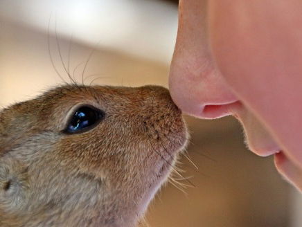 Therapie met (huis)dieren