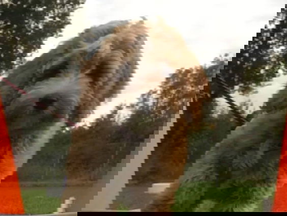 'Dognapping' in Nederland