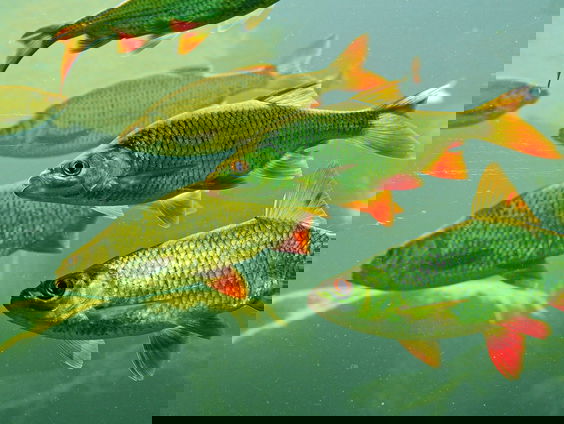 Het gaat écht slecht met de zoetwatervis