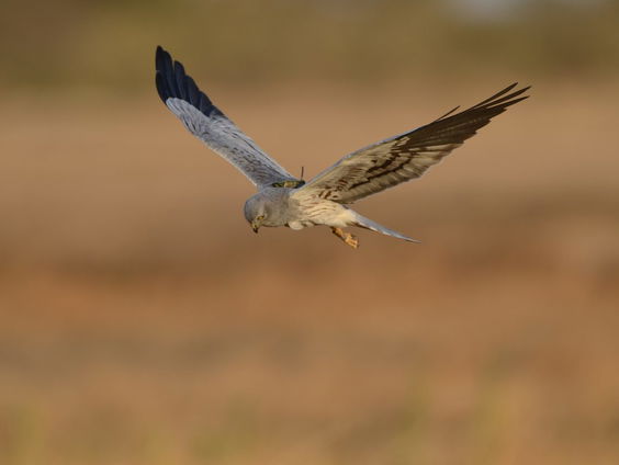 Dieren volgen vanuit de ruimte