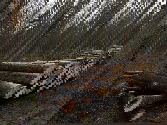 Kappen loont, biodiversiteit profiteert