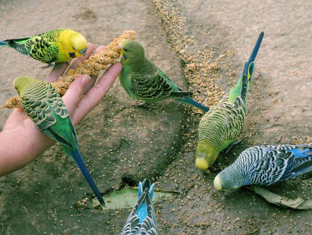 Kampioenschappen volierevogels