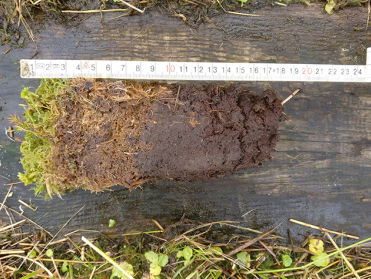 Natte landbouw vormt nieuw veen