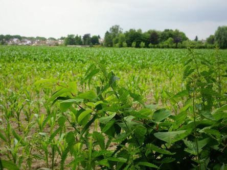 De giftige strijd in Amersfoort tegen de Japanse Duizendknoop