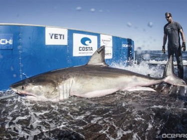 Revolutionaire nieuwe chip om dieren te zenderen