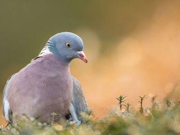 Cursus Vogelzang: houtduif