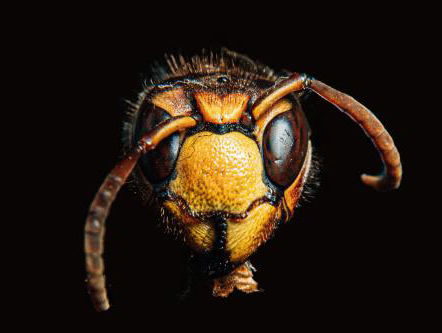 Verwarring tussen de Aziatische en Japanse Reuzenhoornaar