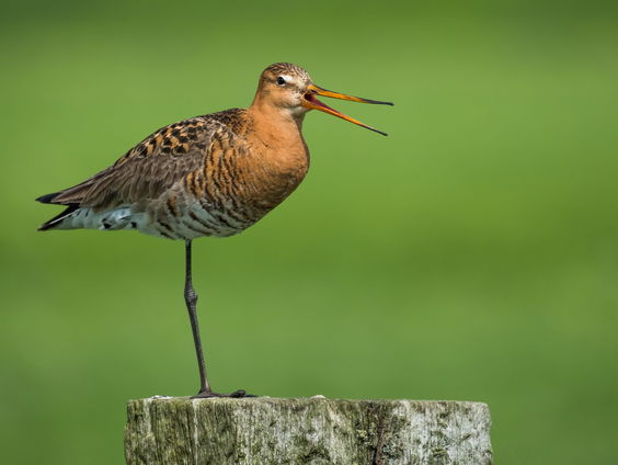 De grutto heeft het zwaar