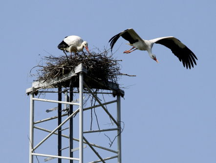 Ooievaars tellen en hopen dat het er niet veel zijn