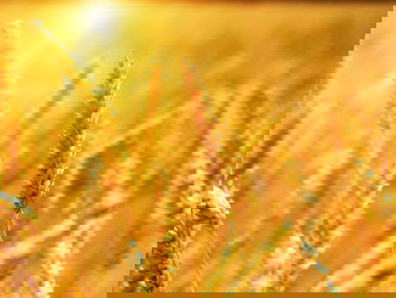 Ontstaan van landbouw in Nederland: klopt de 'Asterix-theorie'?