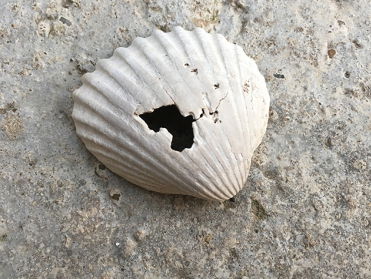 Het best gemonitorde stukje strand van West-Europa