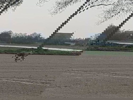 Wolf trekt diep Nederland in, het dier is voor het eerst gezien in Zeeland