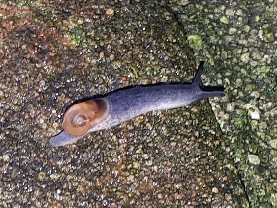Tweede nieuwe halfnaaktslak ontdekt