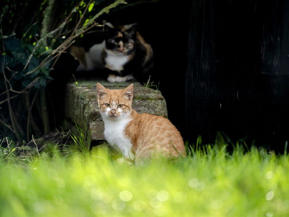 Avondklok voor katten