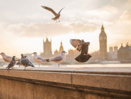 Waar zijn alle duiven gebleven ?!